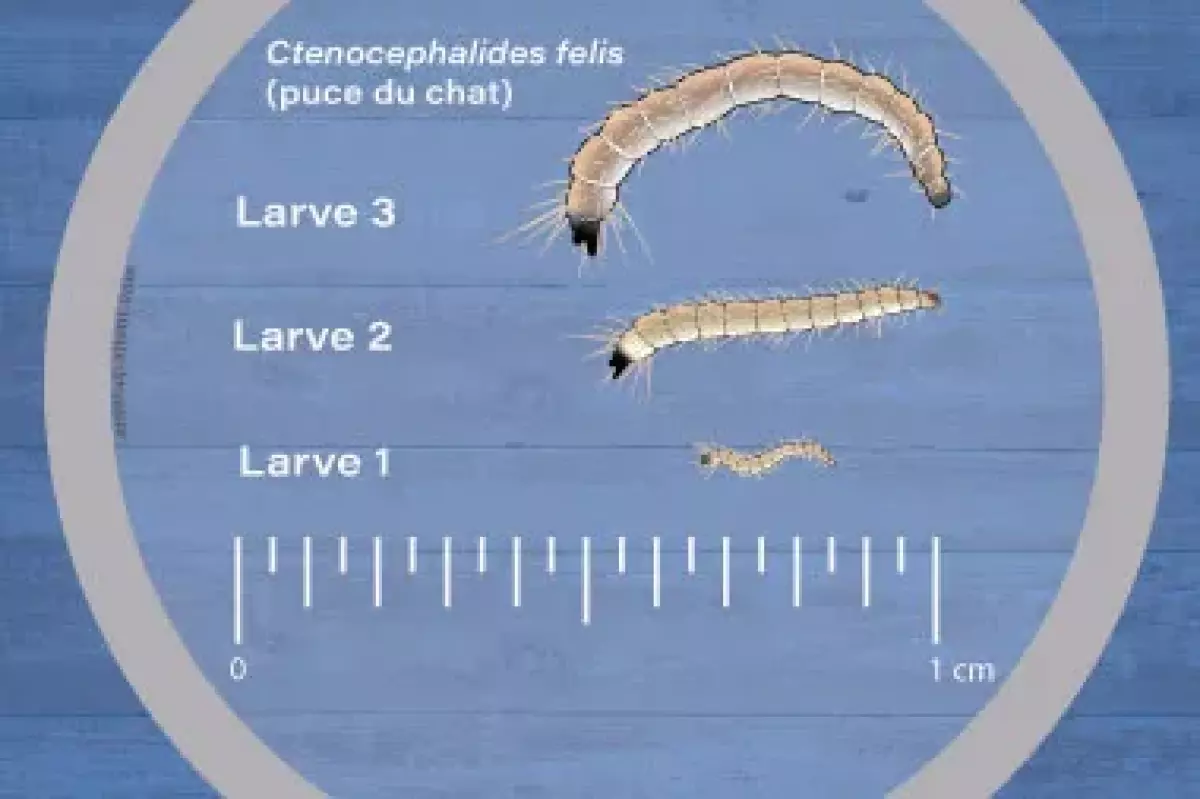 les 3 stades des larves de puce et leurs tailles respectives