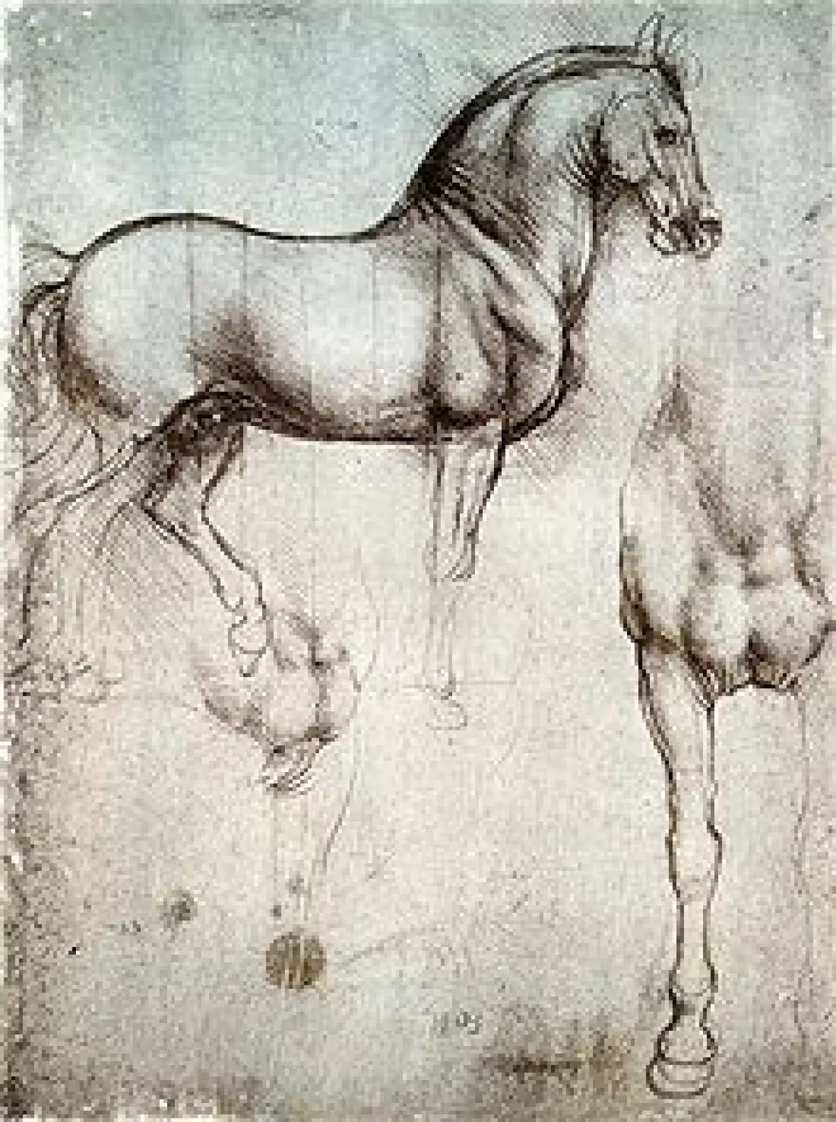 Étude d'un cheval par Léonard de Vinci