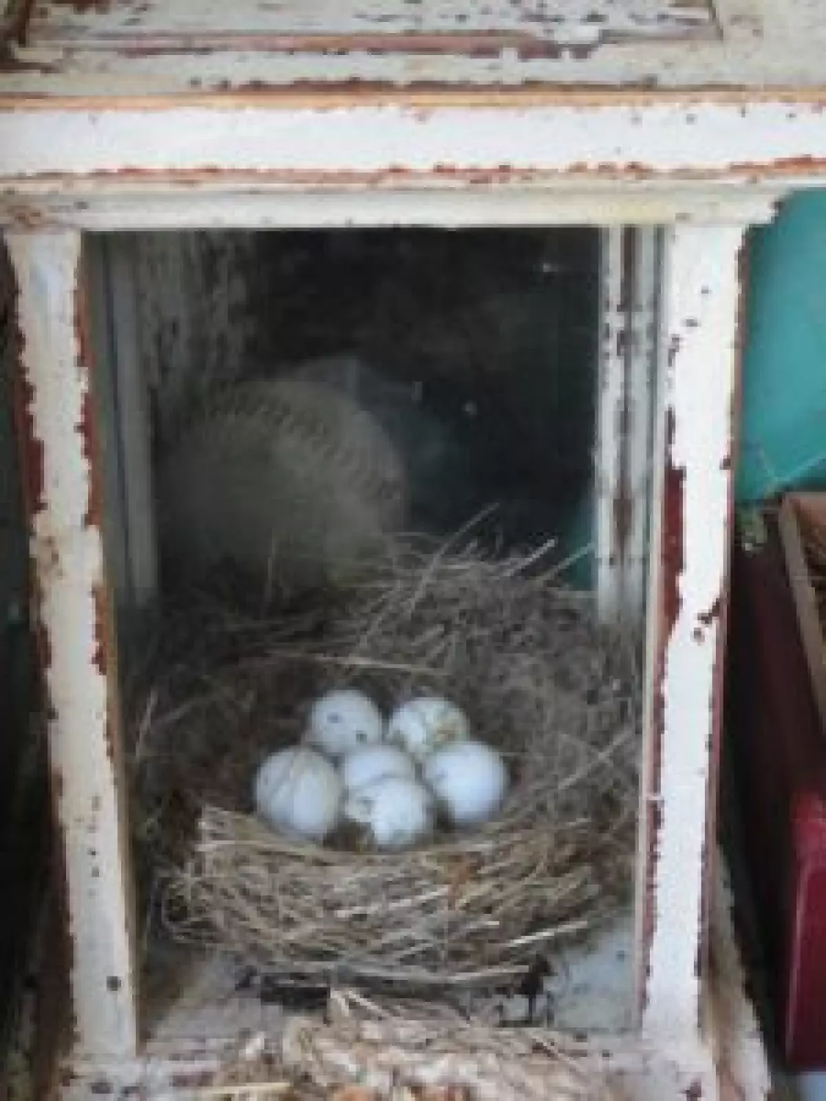 This bird’s nest is a sweet Object of Nature that can beautify any home.
