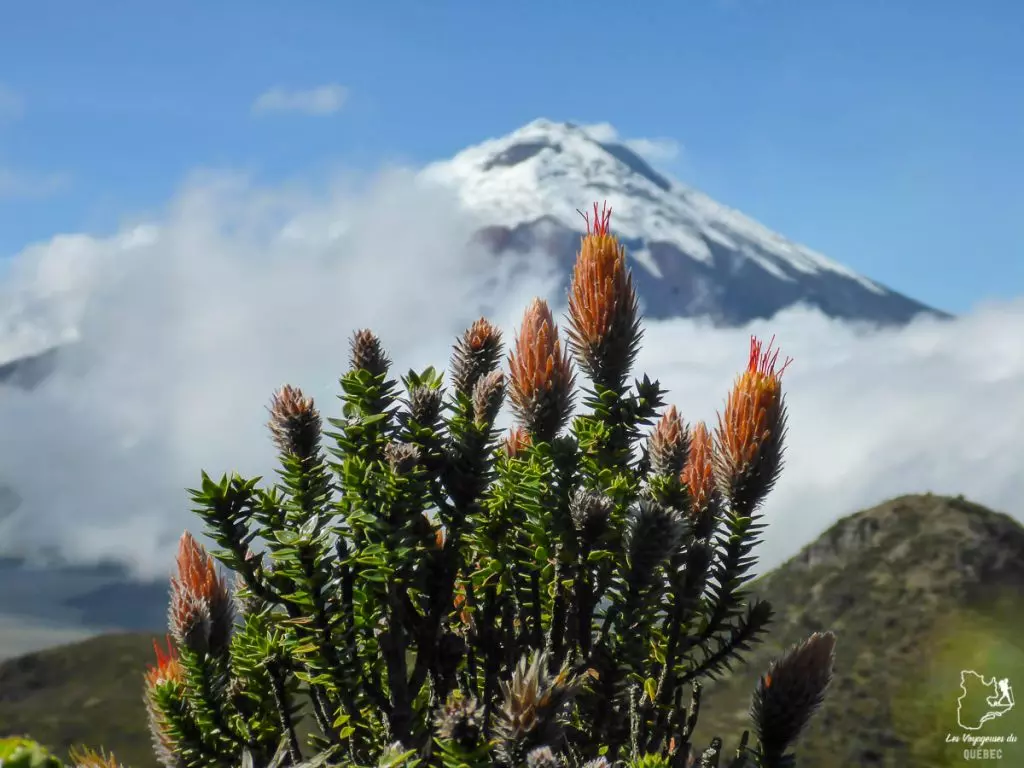 Le volcan Cotopaxi en Équateur