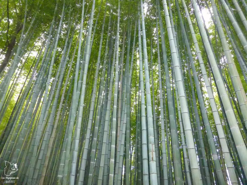 Forêt de bambou à Kyoto au Japon
