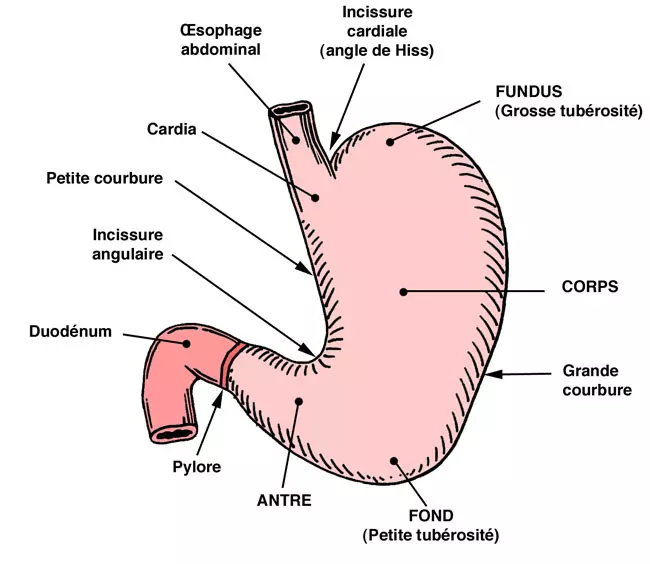 Présence d'un corps étranger d'environ 4 cm de diamètre dans le corps de l'estomac